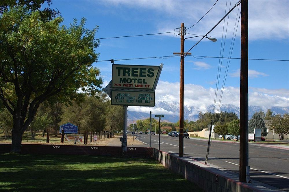 Motel Trees